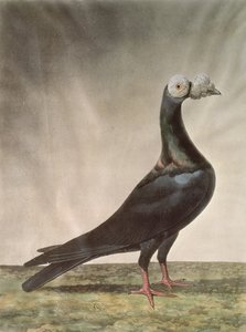Retrato de una paloma mensajera